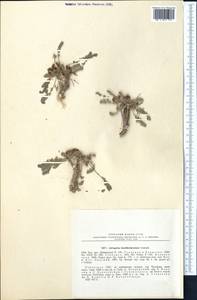 Astragalus kaschkadarjensis Gontsch., Средняя Азия и Казахстан, Памир и Памиро-Алай (M2) (Узбекистан)