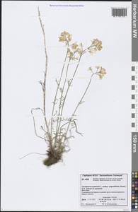 Cardamine polemonioides Rouy, Сибирь, Центральная Сибирь (S3) (Россия)