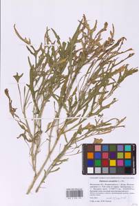 Двурядка тонколистная (L.) DC., Восточная Европа, Московская область и Москва (E4a) (Россия)