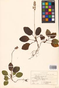 Грушанка малая L., Восточная Европа, Московская область и Москва (E4a) (Россия)