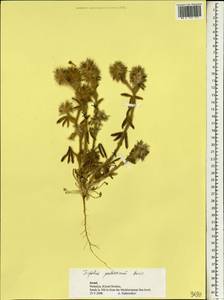Trifolium palaestinum Boiss., Зарубежная Азия (ASIA) (Израиль)