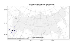 Trigonella foenum-graecum, Пажитник сенной L., Атлас флоры России (FLORUS) (Россия)