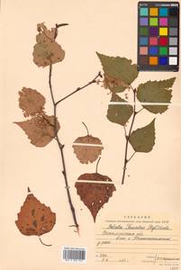 Betula pendula subsp. mandshurica (Regel) Ashburner & McAll., Сибирь, Дальний Восток (S6) (Россия)