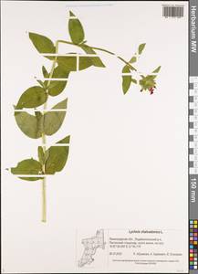 Смолевка халцедоновая, Зорька (L.) E. H. L. Krause, Восточная Европа, Северо-Западный район (E2) (Россия)