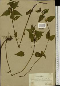 Яснотка белая, Глухая крапива L., Сибирь, Алтай и Саяны (S2) (Россия)