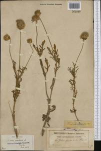 Lomelosia stellata (L.) Raf., Западная Европа (EUR) (Франция)