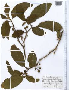 Discopodium penninervium Hochst., Африка (AFR) (Эфиопия)