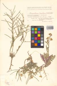 Стеригма каспийская (Lam.) Kuntze, Восточная Европа, Нижневолжский район (E9) (Россия)