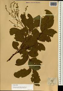 Lepisanthes rubiginosa (Roxb.) Leenhouts, Зарубежная Азия (ASIA) (Филиппины)