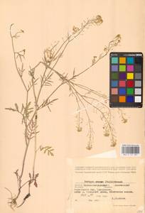 Жерушник короткоплодный (C.A.Mey.) Hayek, Восточная Европа, Северо-Украинский район (E11) (Украина)