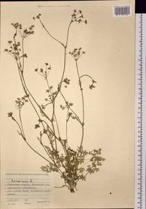 Тмин обыкновенный L., Сибирь, Западная Сибирь (S1) (Россия)