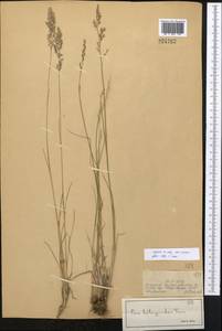 Мятлик оттянутый Trin., Средняя Азия и Казахстан, Джунгарский Алатау и Тарбагатай (M5) (Казахстан)