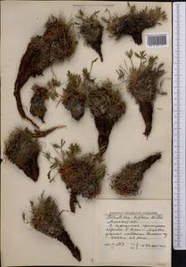 Лапчатка двухцветковая Willd. ex Schltdl., Средняя Азия и Казахстан, Северный и Центральный Тянь-Шань (M4) (Казахстан)