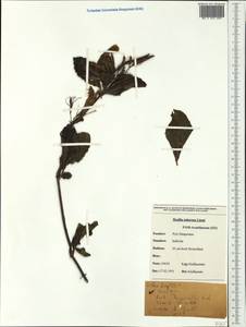 Ruellia tuberosa L., Австралия и Океания (AUSTR) (Новая Каледония)