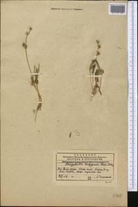 Garhadiolus hedypnois (Fisch. & C. A. Mey.) Jaub. & Spach, Средняя Азия и Казахстан, Западный Тянь-Шань и Каратау (M3) (Казахстан)