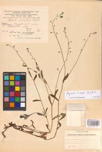 MHA 0 153 494, Незабудка полевая (L.) Hill, Восточная Европа, Западно-Украинский район (E13) (Украина)