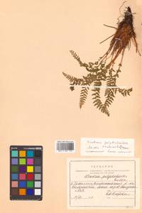 Woodsia ilvensis × polystichoides, Сибирь, Дальний Восток (S6) (Россия)