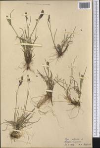 Мятлик альпийский L., Средняя Азия и Казахстан, Памир и Памиро-Алай (M2) (Таджикистан)