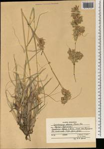 Cymbopogon jwarancusa (Jones) Schult., Зарубежная Азия (ASIA) (Афганистан)