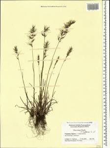 Мятлик луковичный L., Крым (KRYM) (Россия)