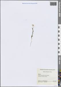 Горицвет пламенный, Адонис пламенный Jacq., Крым (KRYM) (Россия)