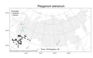 Polygonum arenarium, Спорыш песчаный Waldst. & Kit., Атлас флоры России (FLORUS) (Россия)
