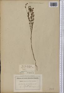 Hypericum gentianoides (L.) Britton, E. E. Sterns & Poggenb., Америка (AMER) (США)