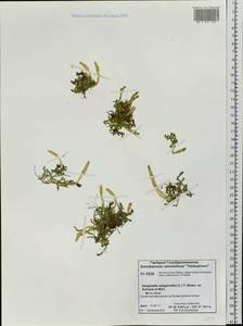 Selaginoides spinulosa (A. Braun ex Döll) Li Bing Zhang & X. M. Zhou, Сибирь, Центральная Сибирь (S3) (Россия)