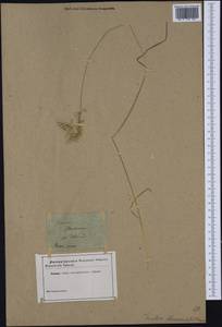 Трищетинник желтоватый (L.) P.Beauv., Западная Европа (EUR) (Неизвестно)