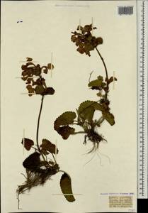 Betonica macrantha K.Koch, Кавказ, Турецкий Кавказ (K7) (Турция)