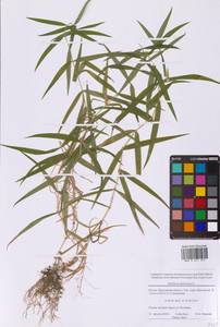 Rabelera holostea (L.) M.T.Sharples & E.A.Tripp, Восточная Европа, Московская область и Москва (E4a) (Россия)