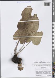 Щавель конский Willd., Восточная Европа, Средневолжский район (E8) (Россия)