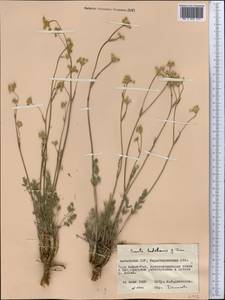 Конский фенхель Ледебура (G.Don) J.H.Xue, Chepinoga & K.P.Ma, Средняя Азия и Казахстан, Муюнкумы, Прибалхашье и Бетпак-Дала (M9) (Казахстан)