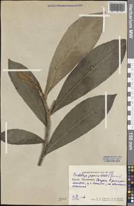 Rhaphiolepis bibas (Lour.) Galasso & Banfi, Зарубежная Азия (ASIA) (КНР)