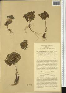 Scleranthus perennis subsp. vulcanicus (Strobl) Béguinot, Западная Европа (EUR) (Италия)