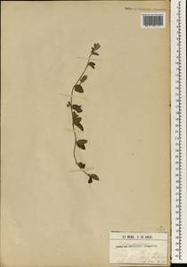 Nelsonia canescens (Lam.) Spreng., Африка (AFR) (Гвинея)