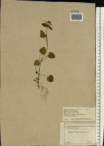 Яснотка пурпурная, Яснотка пурпуровая L., Восточная Европа, Центральный лесостепной район (E6) (Россия)