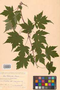 Клен Чоноски Maxim., Сибирь, Дальний Восток (S6) (Россия)