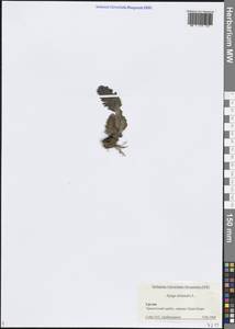 Живучка восточная L., Кавказ, Грузия (K4) (Грузия)