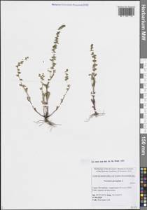 Вероника иноземная L., Восточная Европа, Северо-Западный район (E2) (Россия)