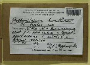 Glyphomitrium humillimum (Mitt.) Cardot, Гербарий мохообразных, Мхи - Дальний Восток (без Чукотки и Камчатки) (B20) (Россия)