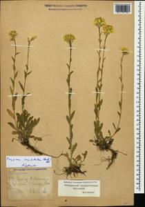 Желтушник щитовидный (M.Bieb.) DC., Кавказ, Ставропольский край, Карачаево-Черкесия, Кабардино-Балкария (K1b) (Россия)