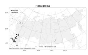 Rosa gallica, Шиповник галльский, Роза французская L., Атлас флоры России (FLORUS) (Россия)