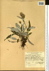 Saussurea ×uralensis Lipsch., Восточная Европа, Восточный район (E10) (Россия)
