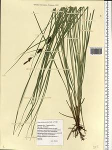 Осока черноколосая M.Bieb. ex Willd., Восточная Европа, Северо-Западный район (E2) (Россия)