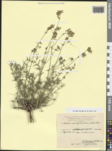 Смолевка торичниколистная (Willd.) M.Bieb., Кавказ, Армения (K5) (Армения)