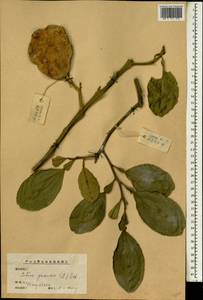 Citrus maxima (Burm.) Merr., Зарубежная Азия (ASIA) (КНР)