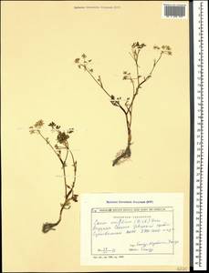 Тмин рассеченнолистный (M. Bieb.) Boiss., Кавказ, Грузия (K4) (Грузия)