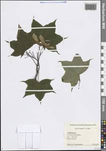 Клен каппадокийский, Кавказ, Азербайджан (K6) (Азербайджан)