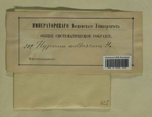 Ctenidium molluscum (Hedw.) Mitt., Гербарий мохообразных, Мхи - Западная Европа (BEu) (Неизвестно)